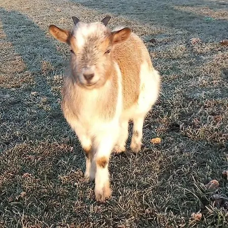 Feriehus Ma Roulotte Adoree Bissieres
