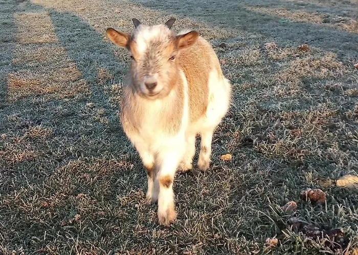 度假居 Ma Roulotte Adoree Bissieres